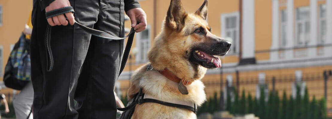 özel güvenlik şirketleri k9 eğitimi
